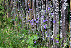 Natur-Zaun