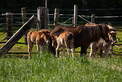 Fohlen drängeln sich am Gatter (wo normalerweise der Bauer mit dem Futter kommt) - HFF!