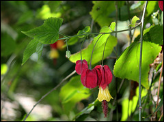 Abutilon (1)