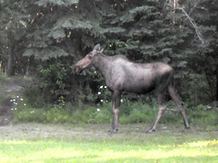 Wednesday morning moose