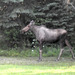 Wednesday morning moose