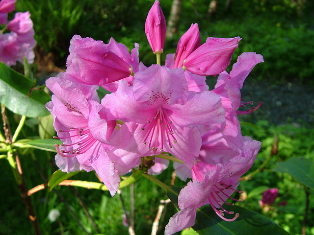 Rhododendron at Letterewe House 22nd May 2005