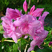 Rhododendron at Letterewe House 22nd May 2005