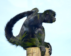 Black-headed Spider Monkey