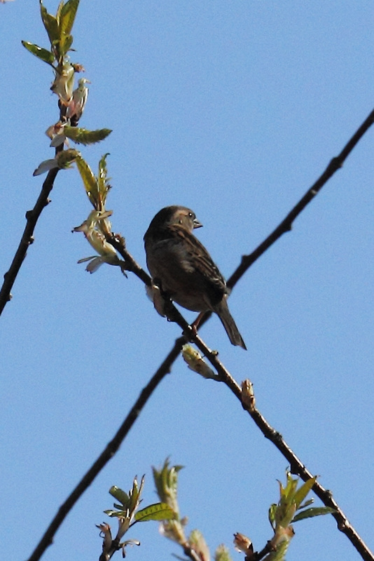 EOS 60D Unknown 09 17 11 2348 Sparrow dpp