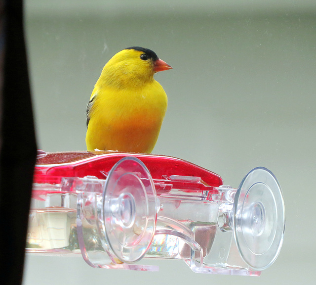 Sitting on the hummingbird feeder