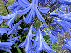 Agapanthus In Our Garden.
