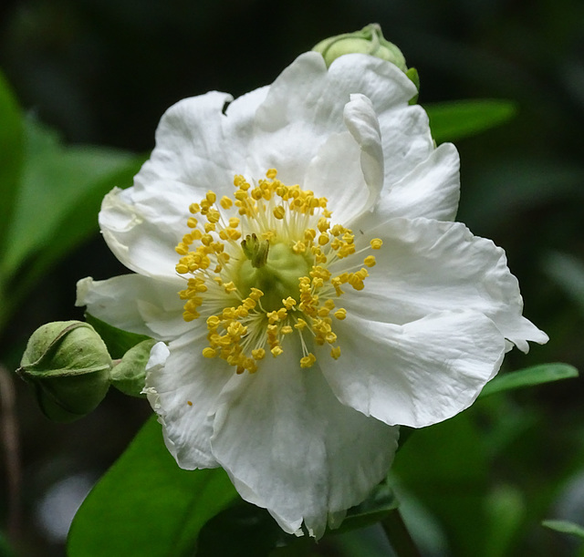 Carpentaria bloom