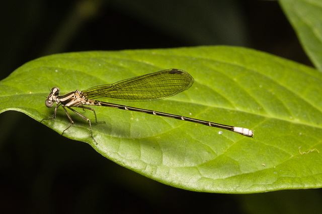 IMG 0210 Damselfly