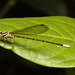 IMG 0210 Damselfly