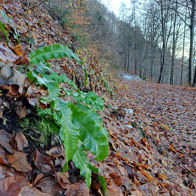 Hirschzungenfarn (Asplenium scolopendrium)