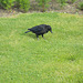 IoM[3] - plain crow
