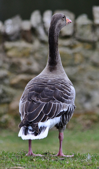 Greylag Goose