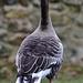 Greylag Goose