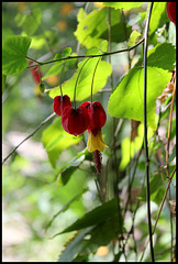 Abutilon (2)