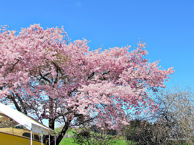 In Full Bloom.