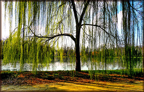 Un sipario sul lago -