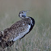 Outarde à ventre noir(black- bellied Bustard)mâle en parade nuptiale