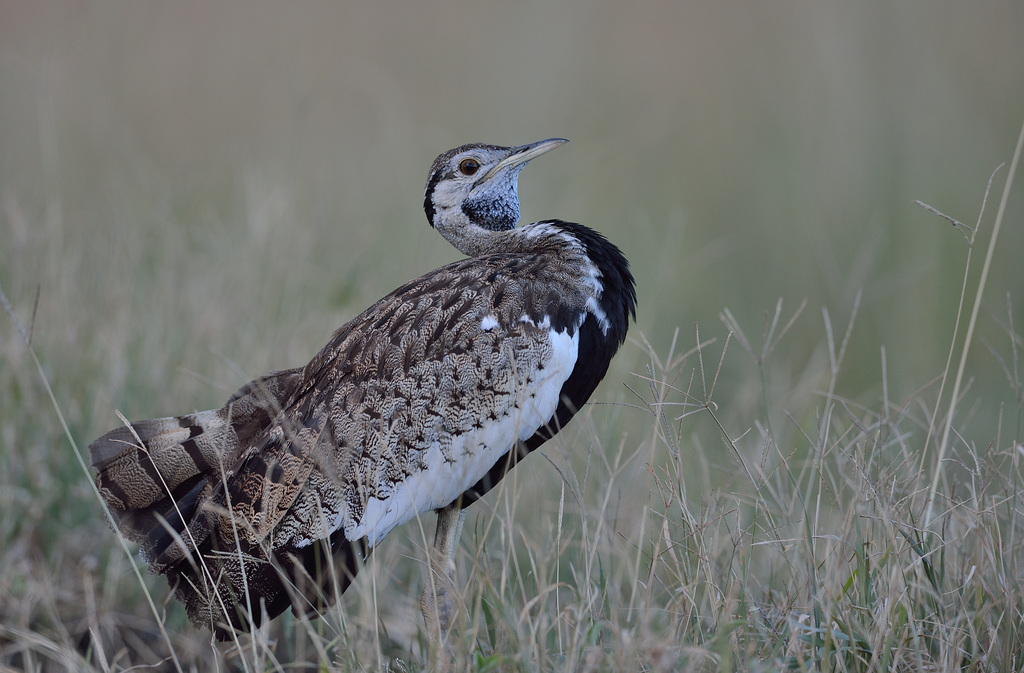 Outarde à ventre noir(black- bellied Bustard)mâle en parade nuptiale