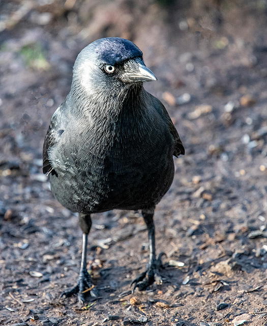 Jackdaw