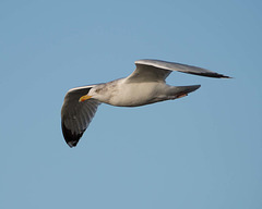 Seagull, West Kirby