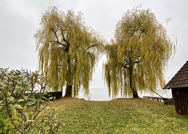 Trauerweiden am See