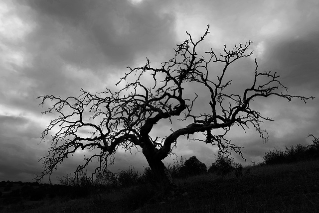 Penedos, Dead Azinheira, Quercus ilex