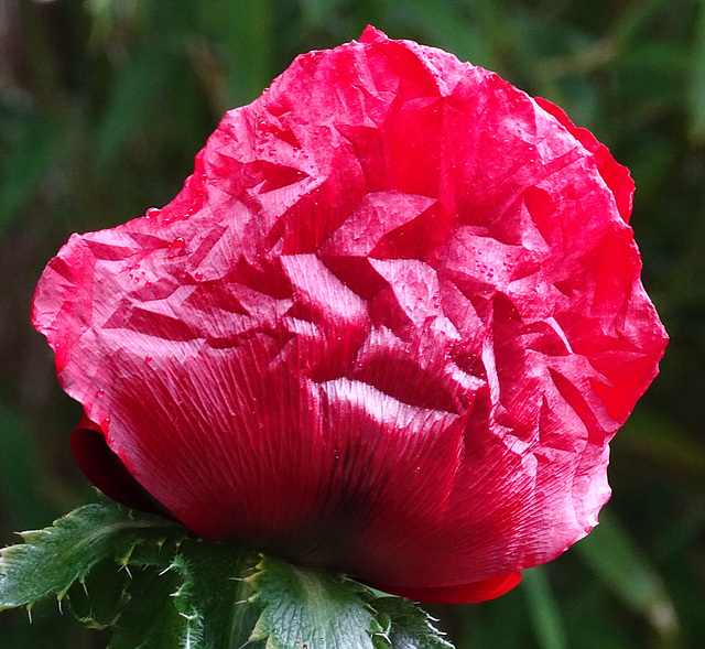 Intense Red Poppy