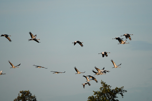 Der Flug der Kraniche