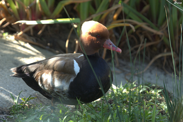 Nette rousse