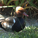 Nette rousse