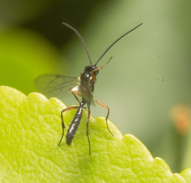 IMG 9336 Ichumenon Wasp