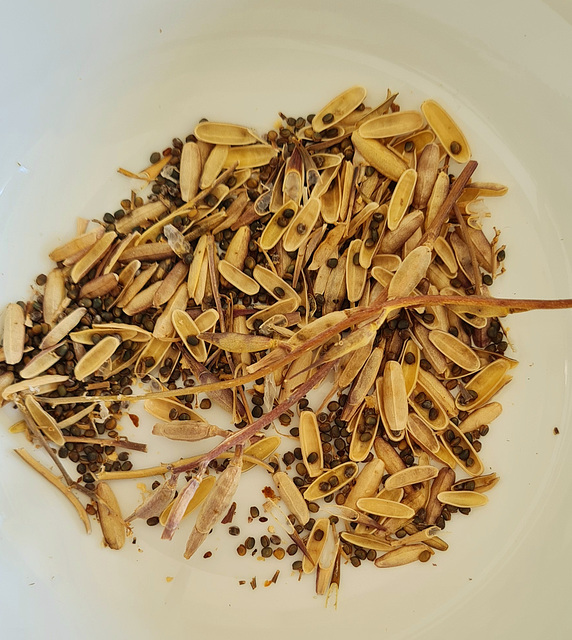 Rocket seed
