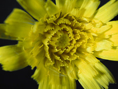 Gelbe Blüte