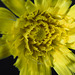 Gelbe Blüte