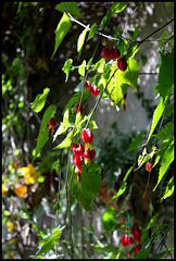 Abutilon