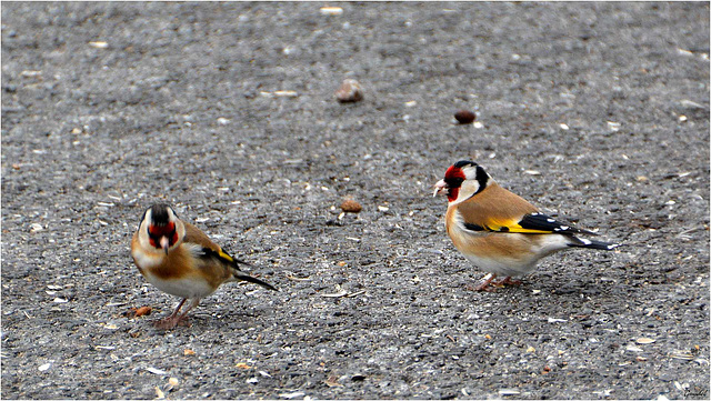 Chardonneret ... très élégant !