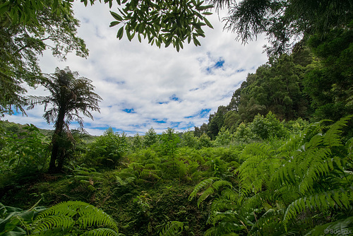 Mata-Jardim José do Canto (© Buelipix)