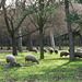 Les moutons du parc (2)