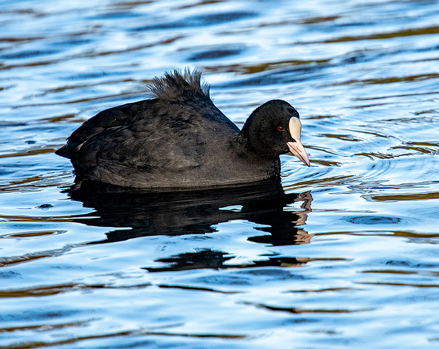 Coot