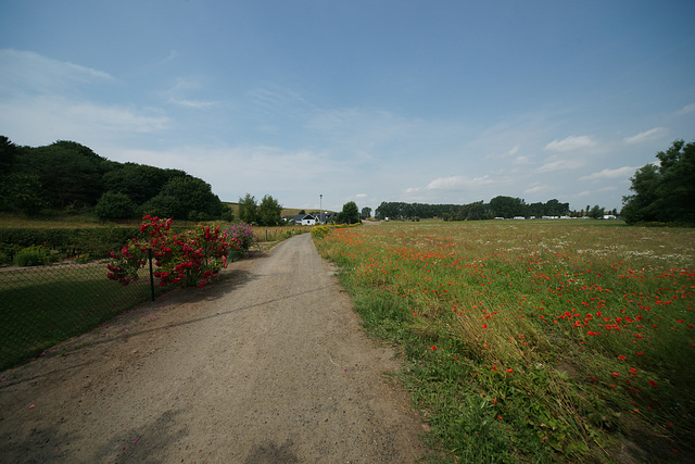 Poppies Near Kaseberga