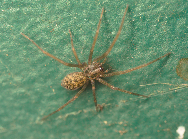 SpiderIMG 1386