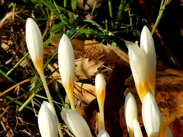 Krokus...