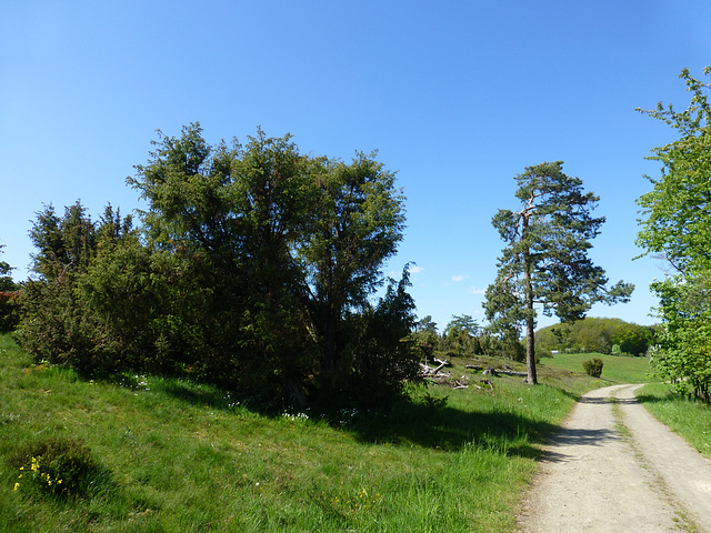 DE - Langscheid - Auf dem Traumpfad Wacholderweg