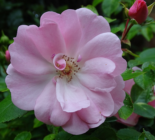 Delicate pink rose