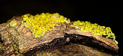 Die Flechten haben sich auf die Rinde gelegt :))  The lichens have settled on the bark :))  Les lichens se sont posés sur l'écorce :))