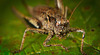 Die Gemeine Strauchschrecke (Pholidoptera griseoaptera) :)) The Common Bush Cricket (Pholidoptera griseoaptera) :)) Le grillon commun (Pholidoptera griseoaptera) :))