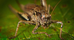 Die Gemeine Strauchschrecke (Pholidoptera griseoaptera) :)) The Common Bush Cricket (Pholidoptera griseoaptera) :)) Le grillon commun (Pholidoptera griseoaptera) :))