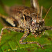 Die Gemeine Strauchschrecke (Pholidoptera griseoaptera) :)) The Common Bush Cricket (Pholidoptera griseoaptera) :)) Le grillon commun (Pholidoptera griseoaptera) :))