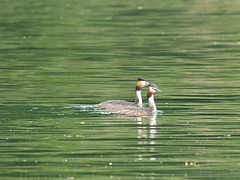 Hauben Enten